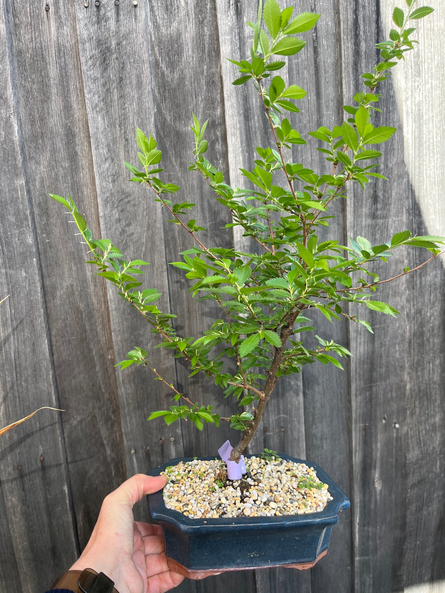Bonsai - Chinese Elm