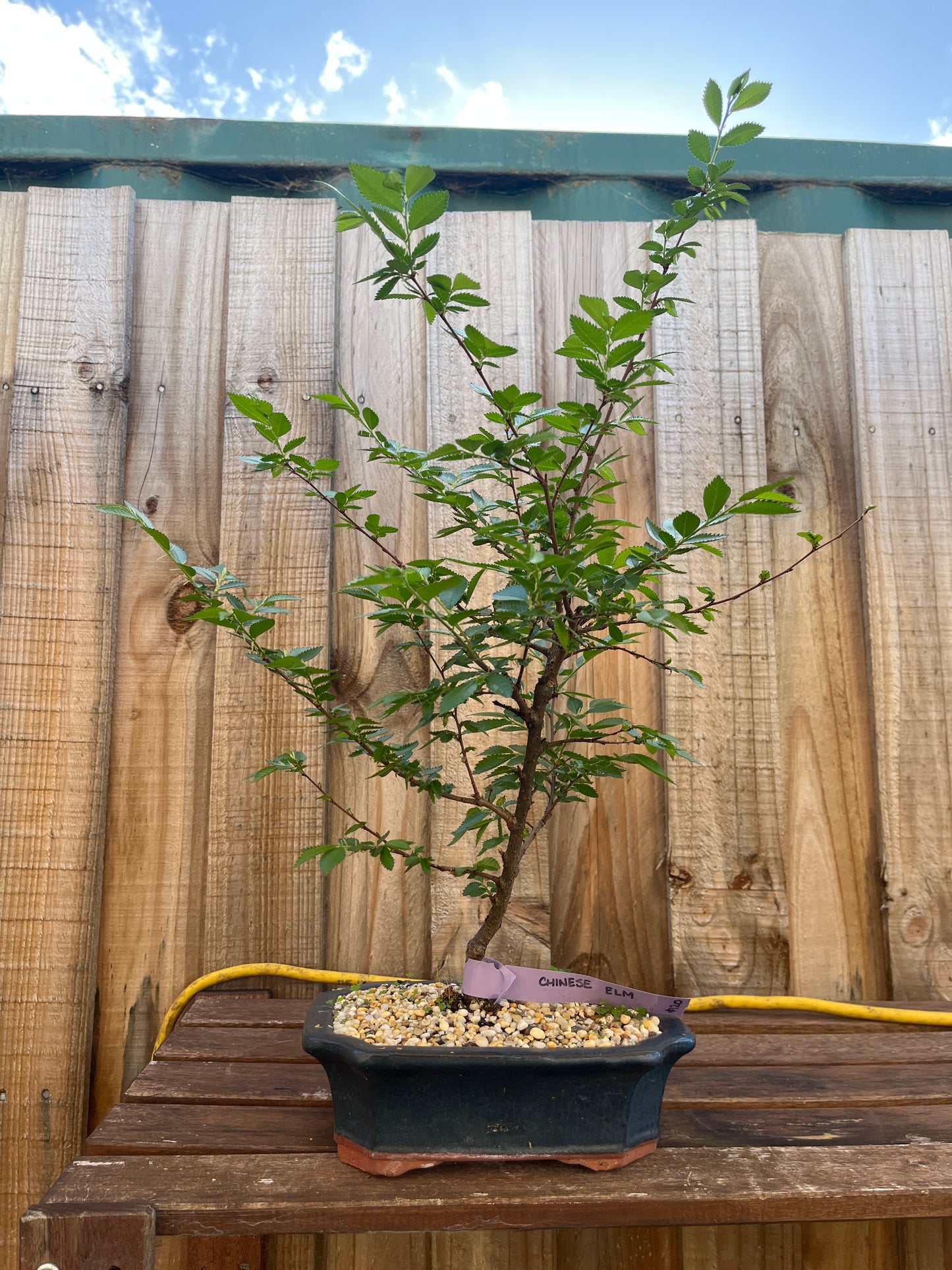 Bonsai - Chinese Elm