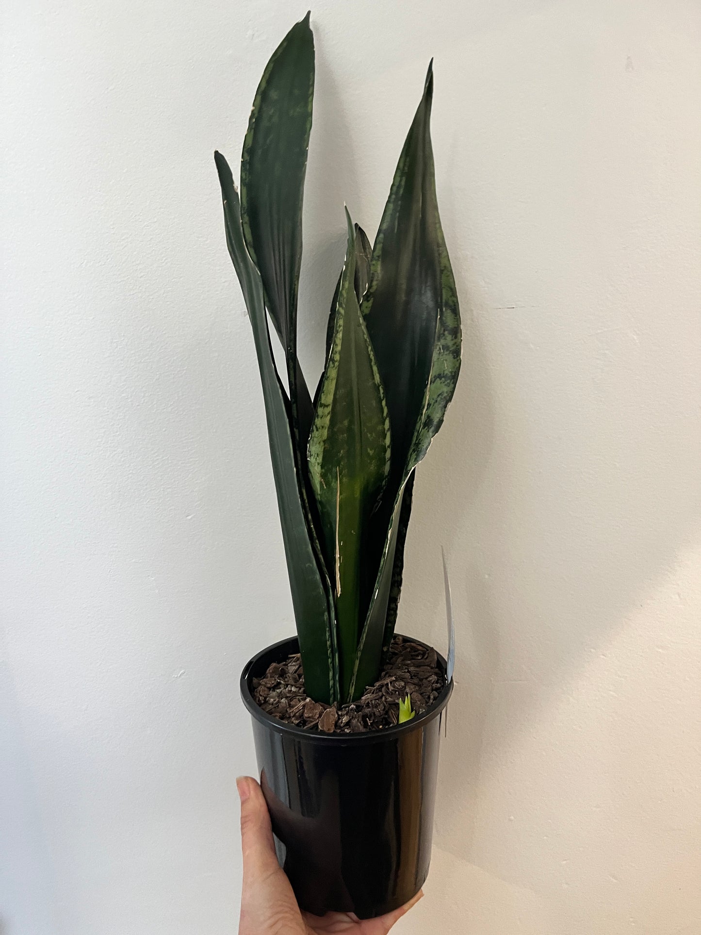 Sansevieria trifasciata - Whitney