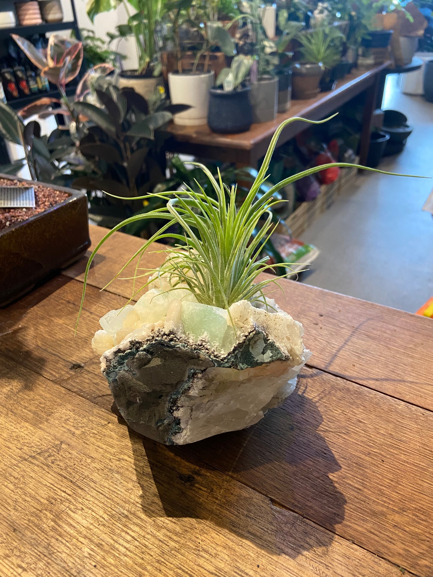 Tillandsias air plants on fluorite and calcite