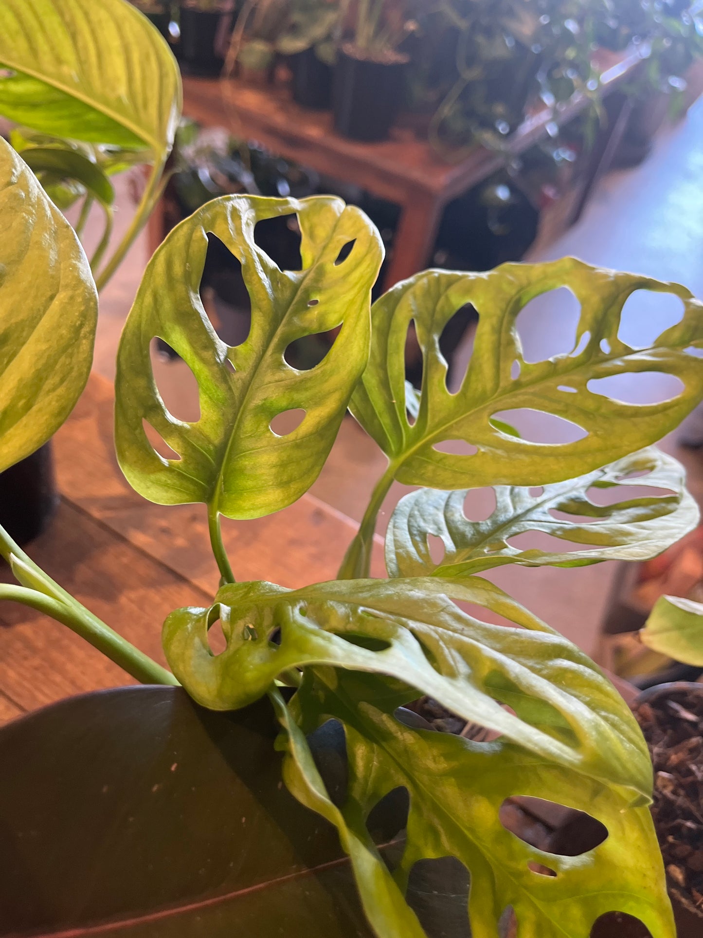 Monstera Friedrichsthalii