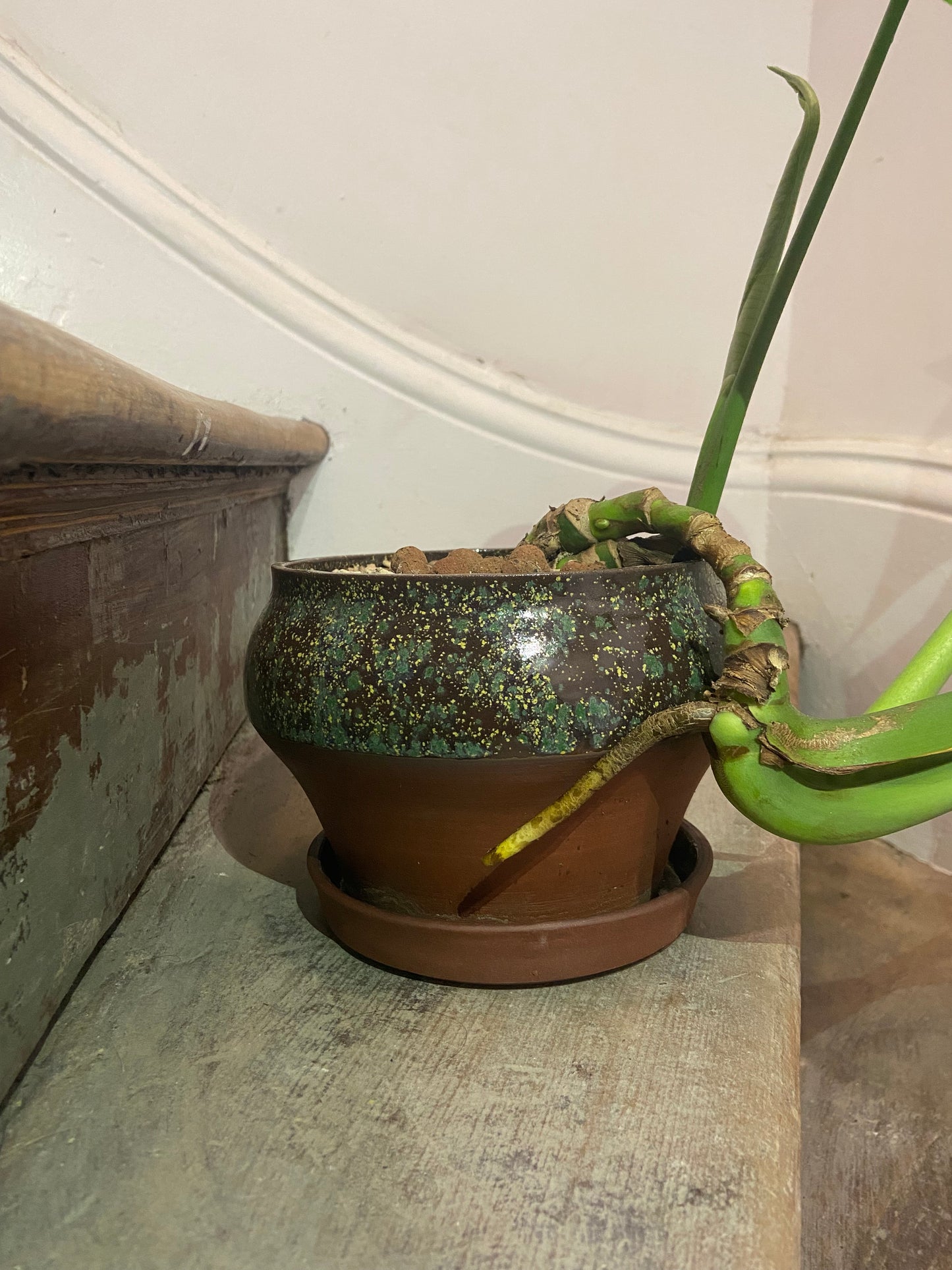 Monstera In 17cm TONiC Ceramics Planter