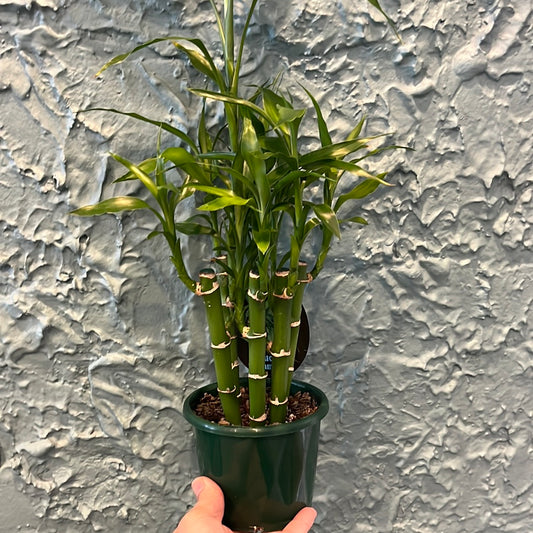 Lucky Bamboo (Dracaena sanderiana)