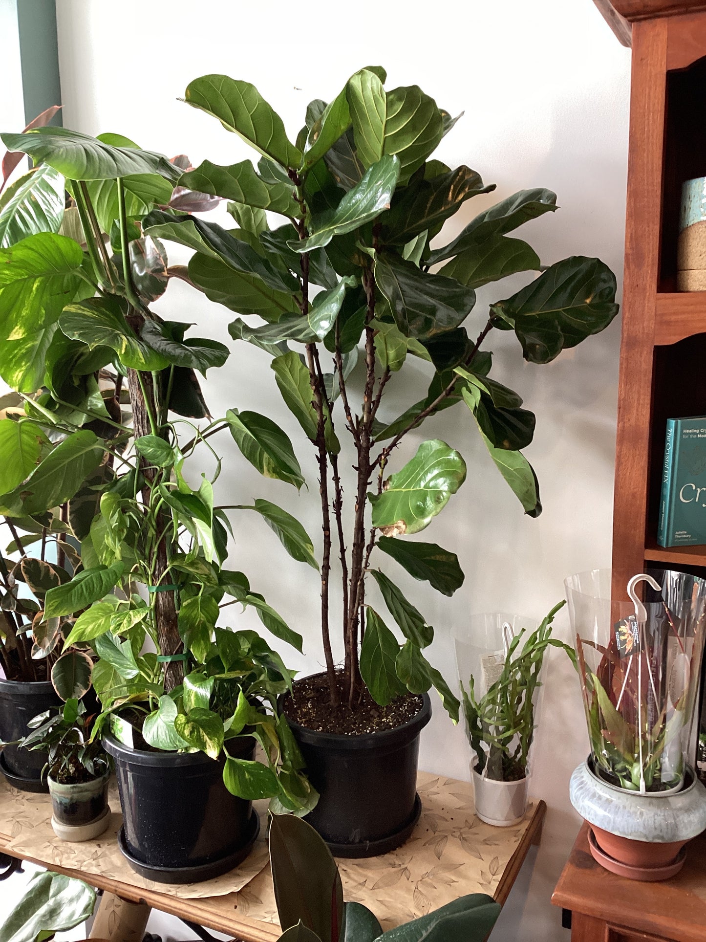 Ficus Lyrata - Fiddle Leaf Fig