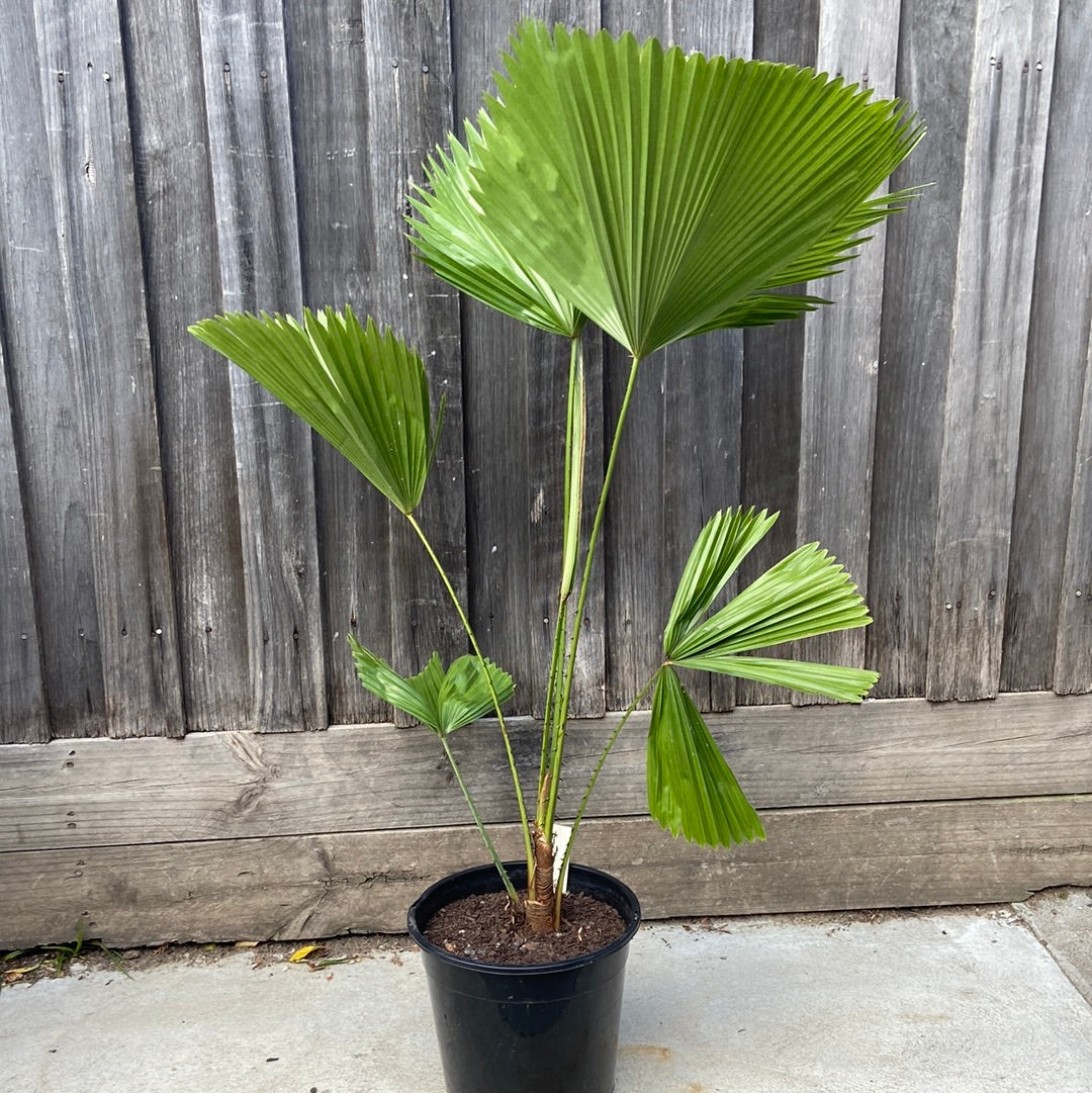 Licuala ‘elegans’ (Elegant Fan Palm)