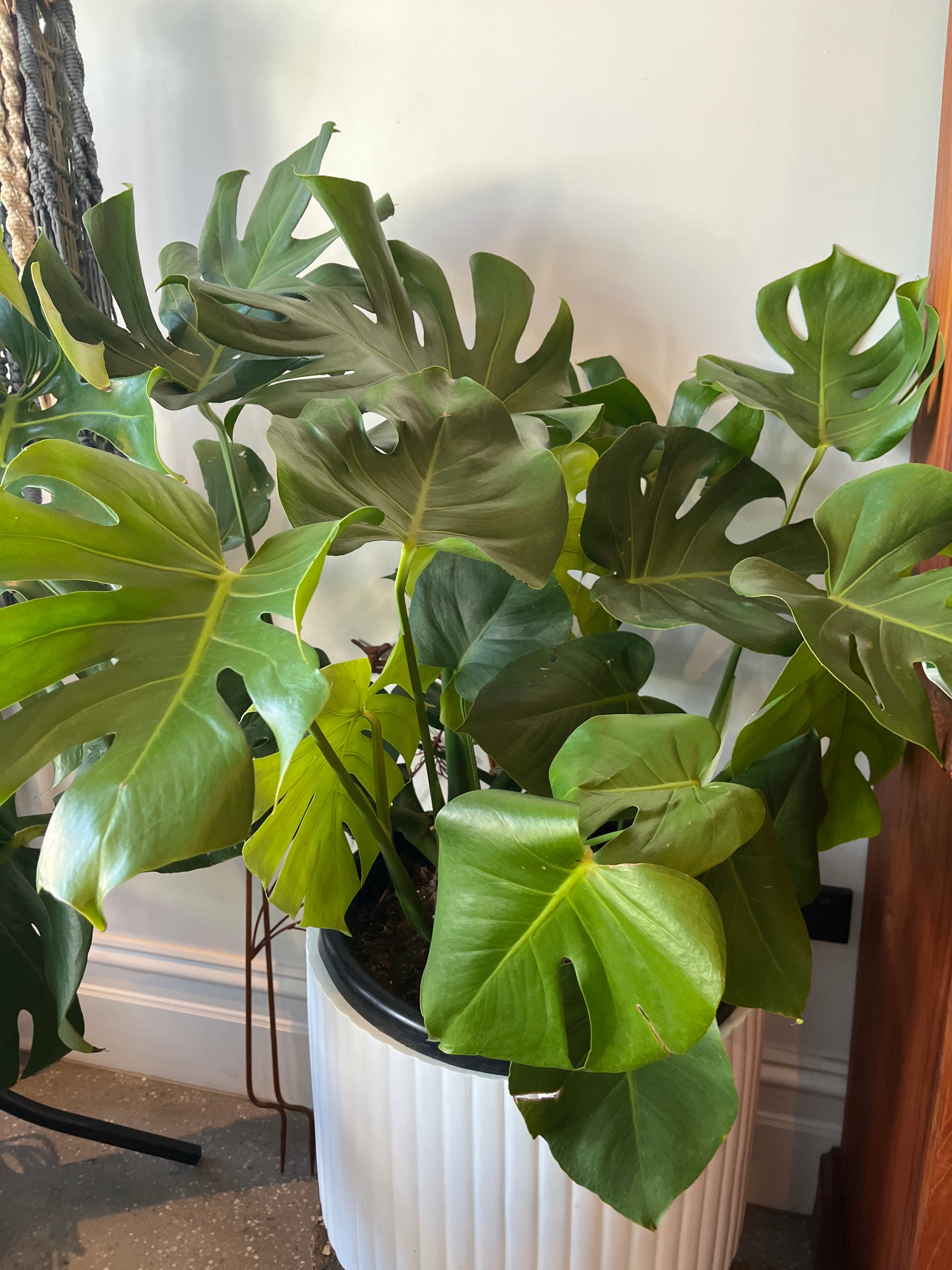 buy a monstera Monstera Deliciosa (Swiss Cheese Plant)