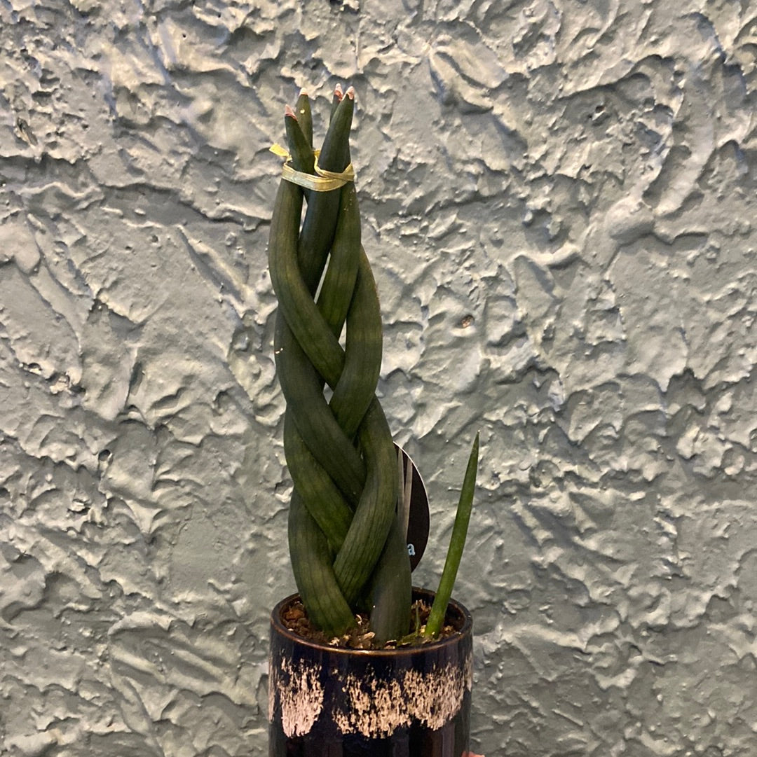 Sansevieria Cylindrica in ceramic pot