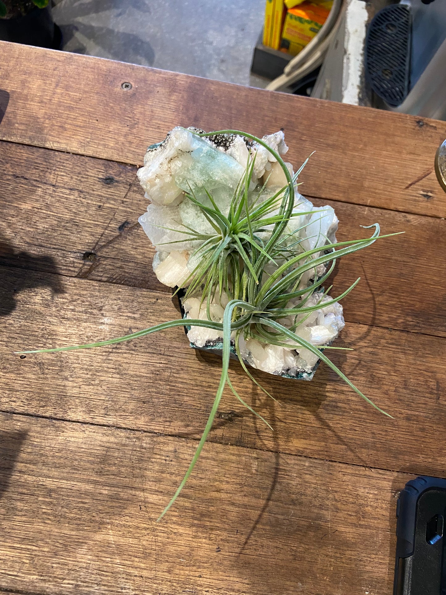 Tillandsias air plants on fluorite and calcite