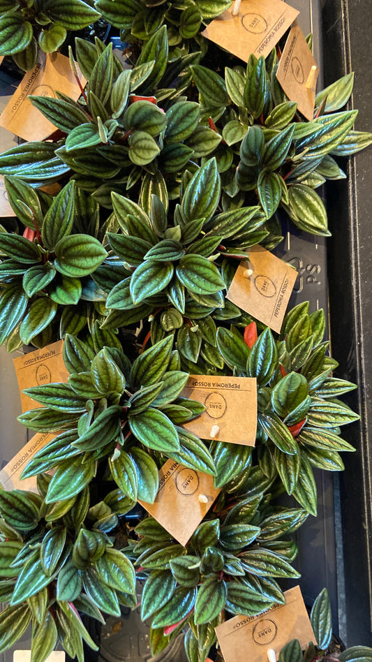 Peperomia marmorata ‘Eden Rosso’