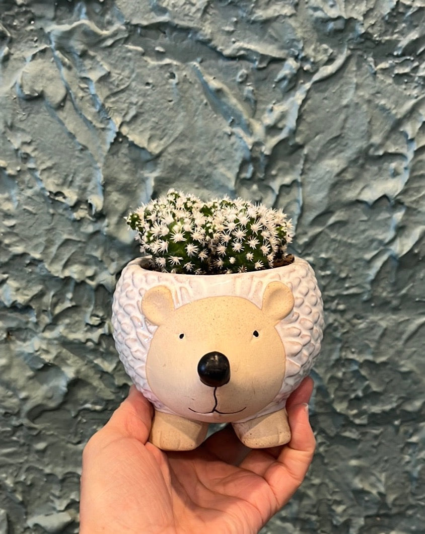 Plant + Pot Combo - Snowcaps in Echidna