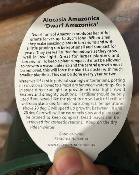Alocasia amazonica ‘Dwarf Form’