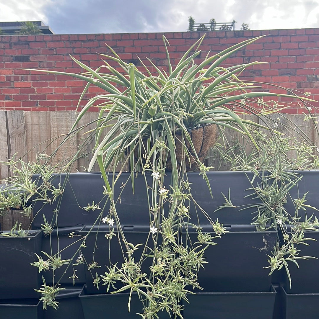 Spider Plant (Chlorophytum comosum)