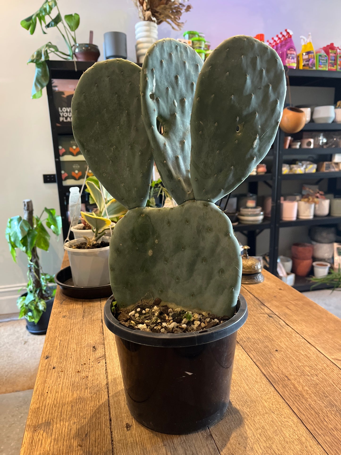 Opuntia ficus indica Burbank Spineless