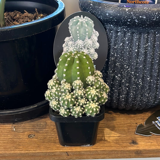 Echinopsis