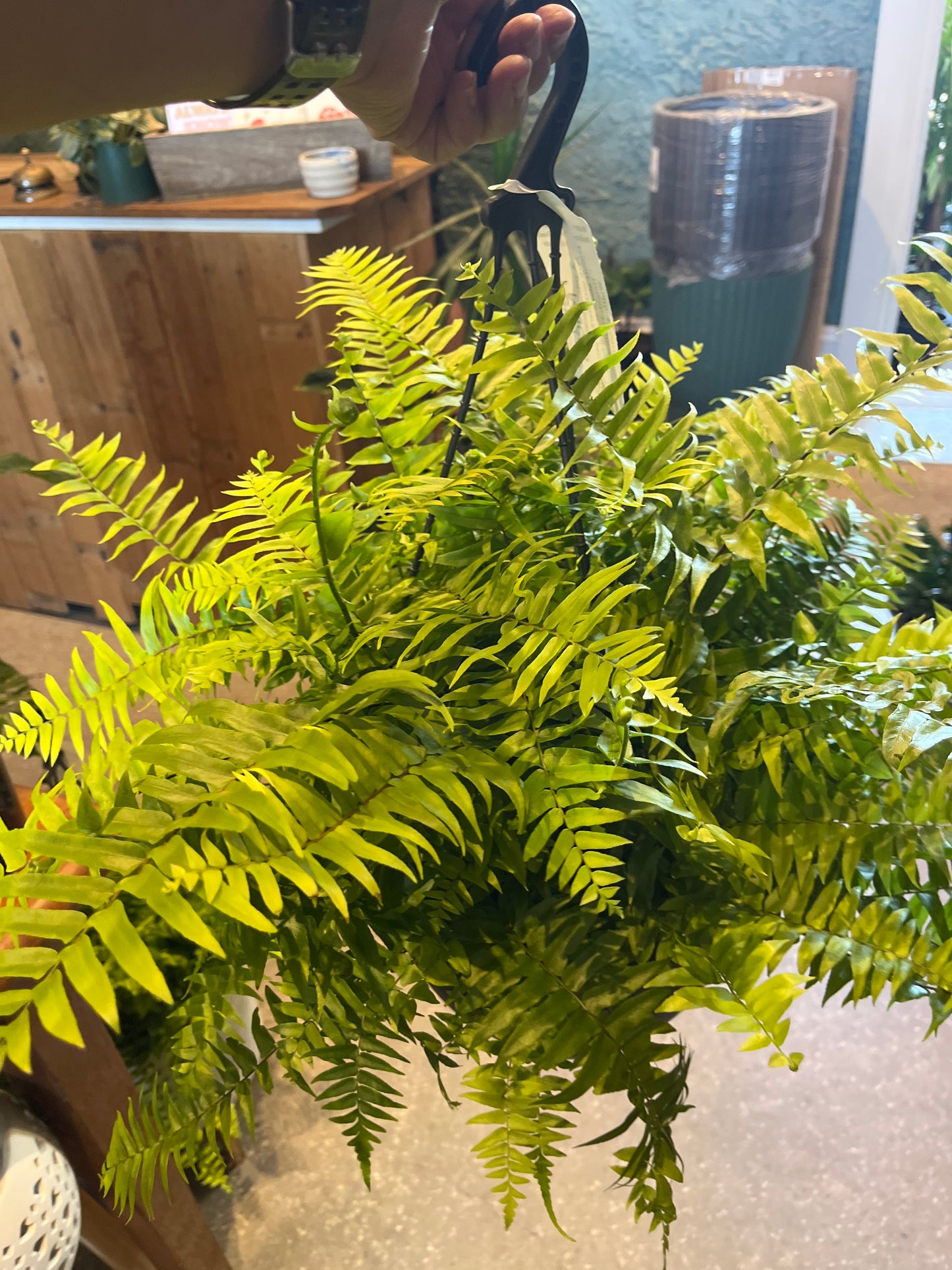 Nephrolepis bisarata 'Macho' fern hanging basket