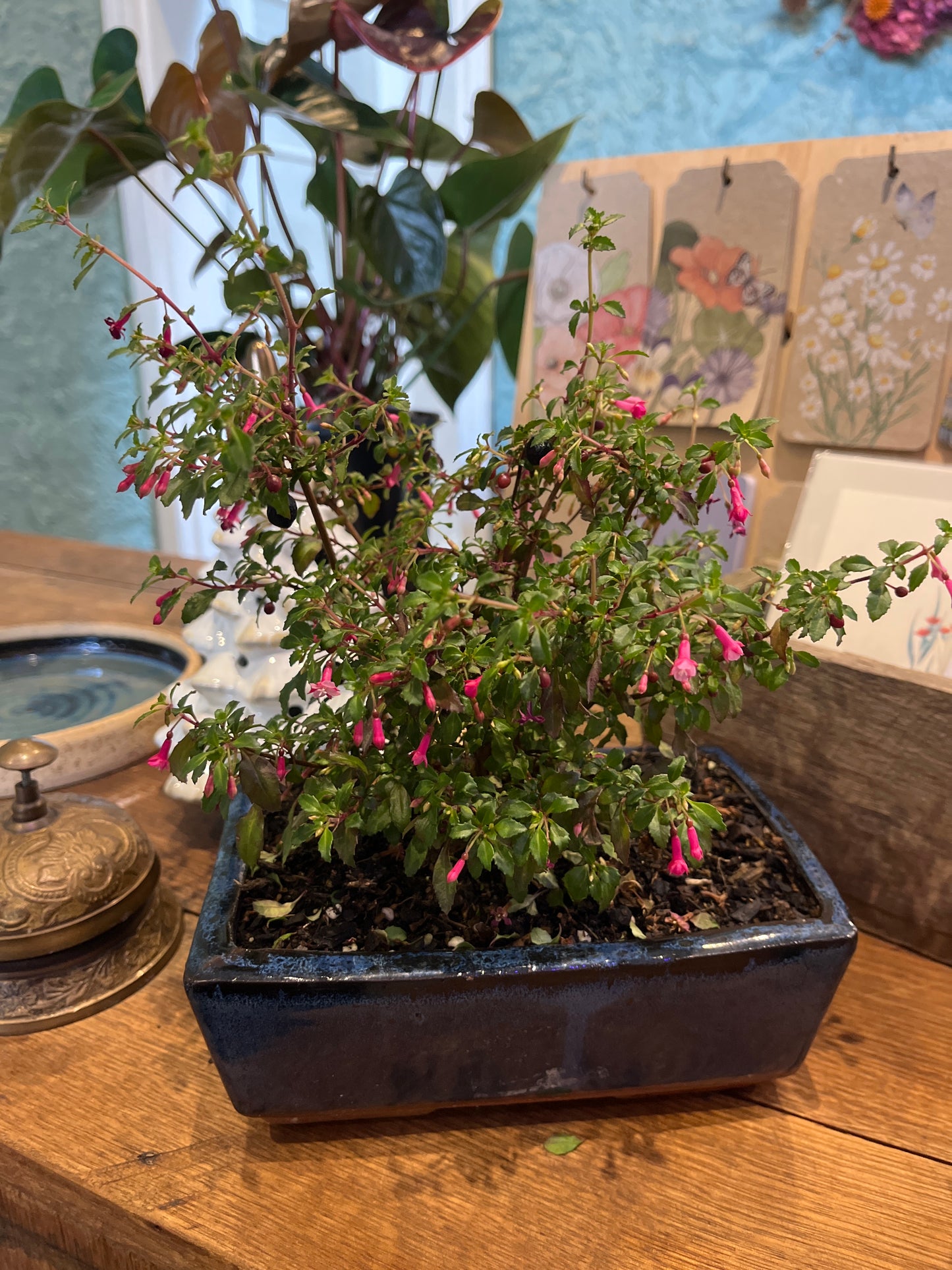 Bonsai - Fuchsia