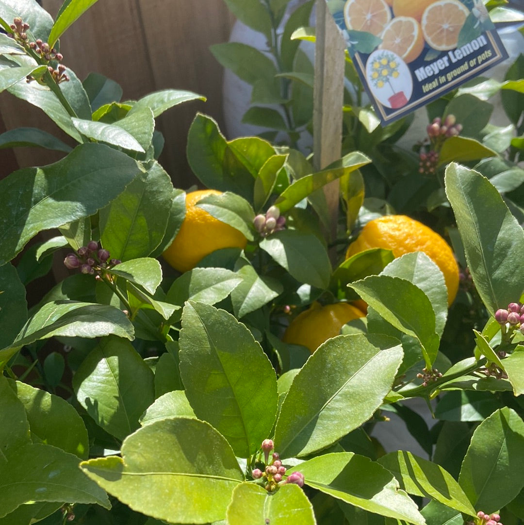 Citrus Tree - Myer Lemon