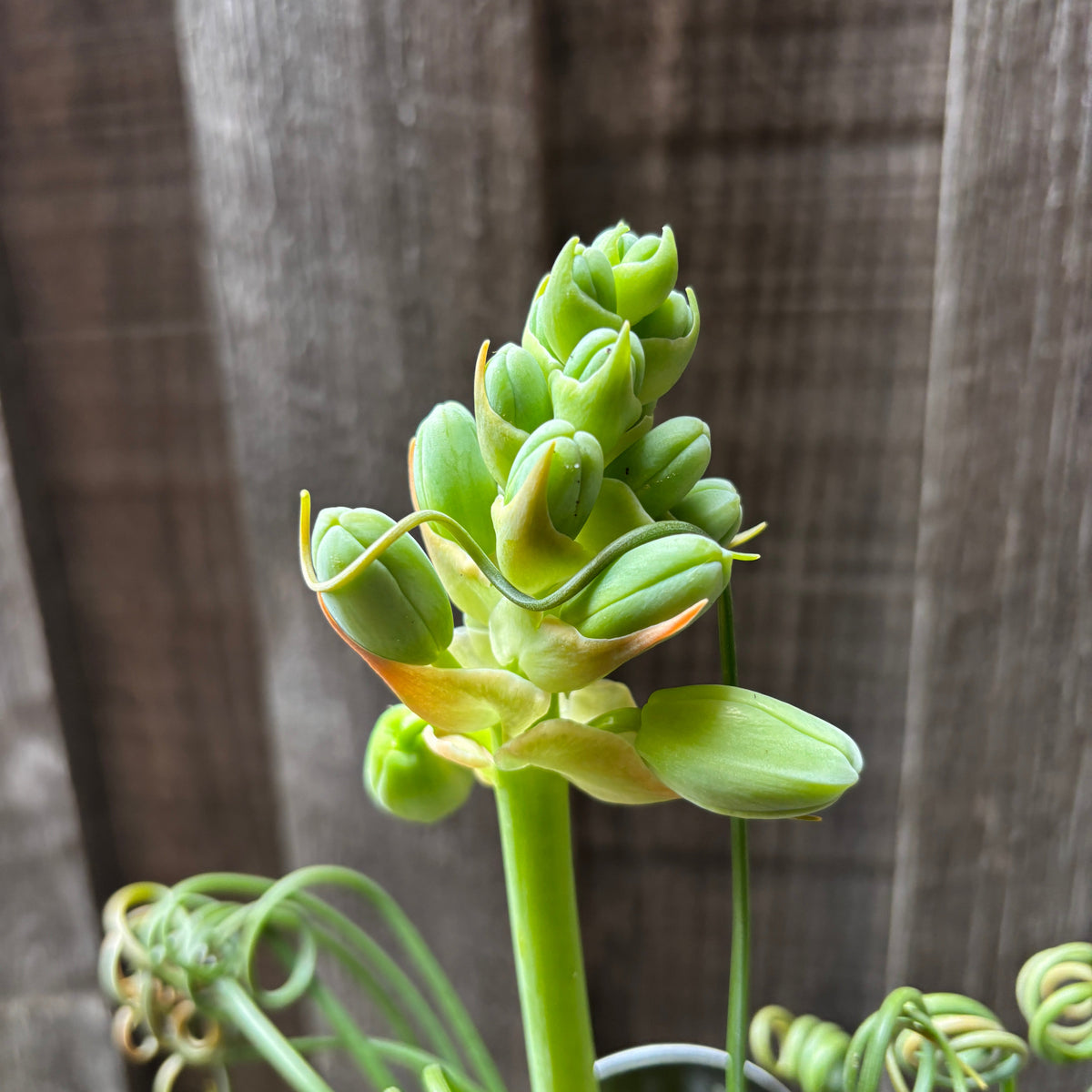 Albuca spiralis