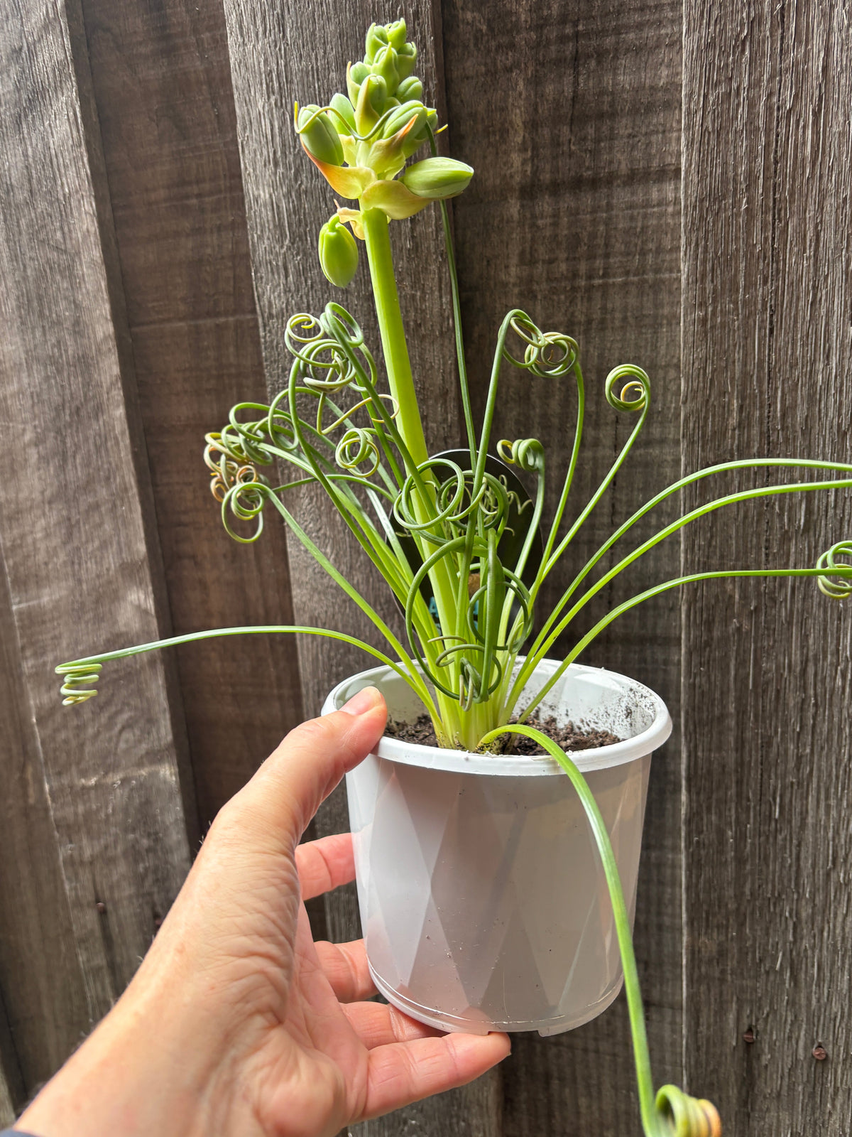 Albuca spiralis