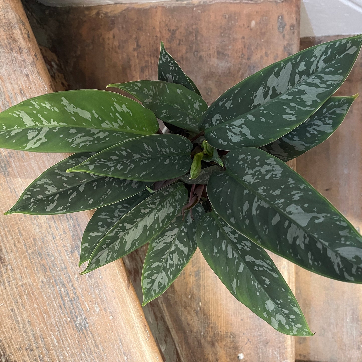 Apoballis acuminatissima Red Sword tropical indoor plant with burgundy leaf underside.