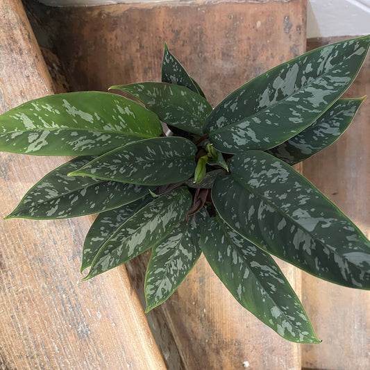 Apoballis acuminatissima Red Sword tropical indoor plant with burgundy leaf underside.