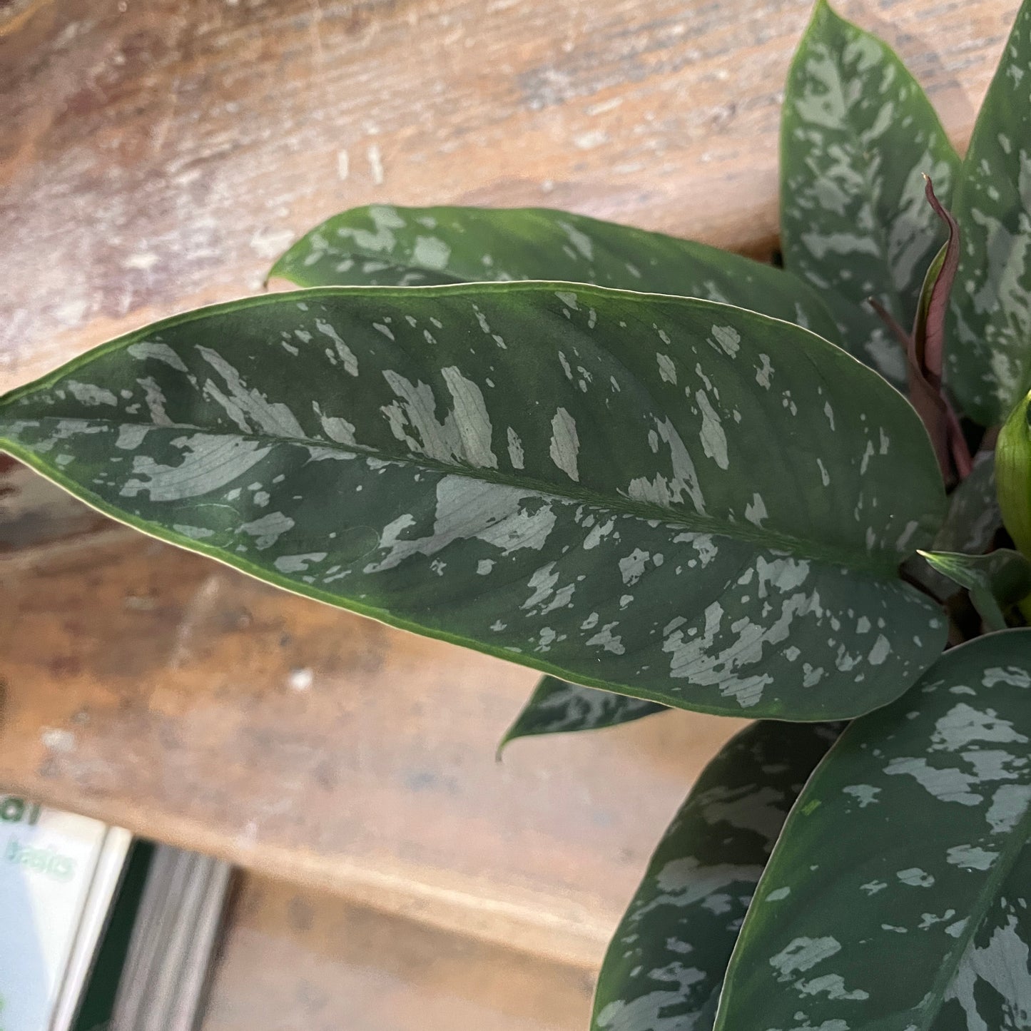 Red Sword plant close-up foliage Apoballis acuminatissima rare houseplant.