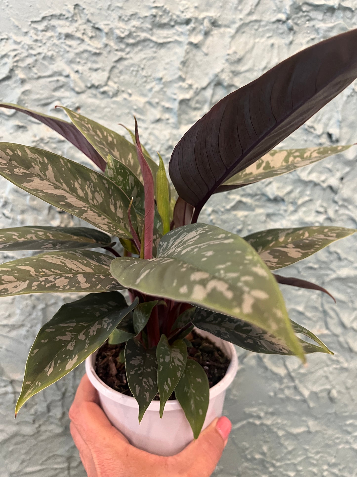 Tropical Red Sword houseplant for indoor plant collectors