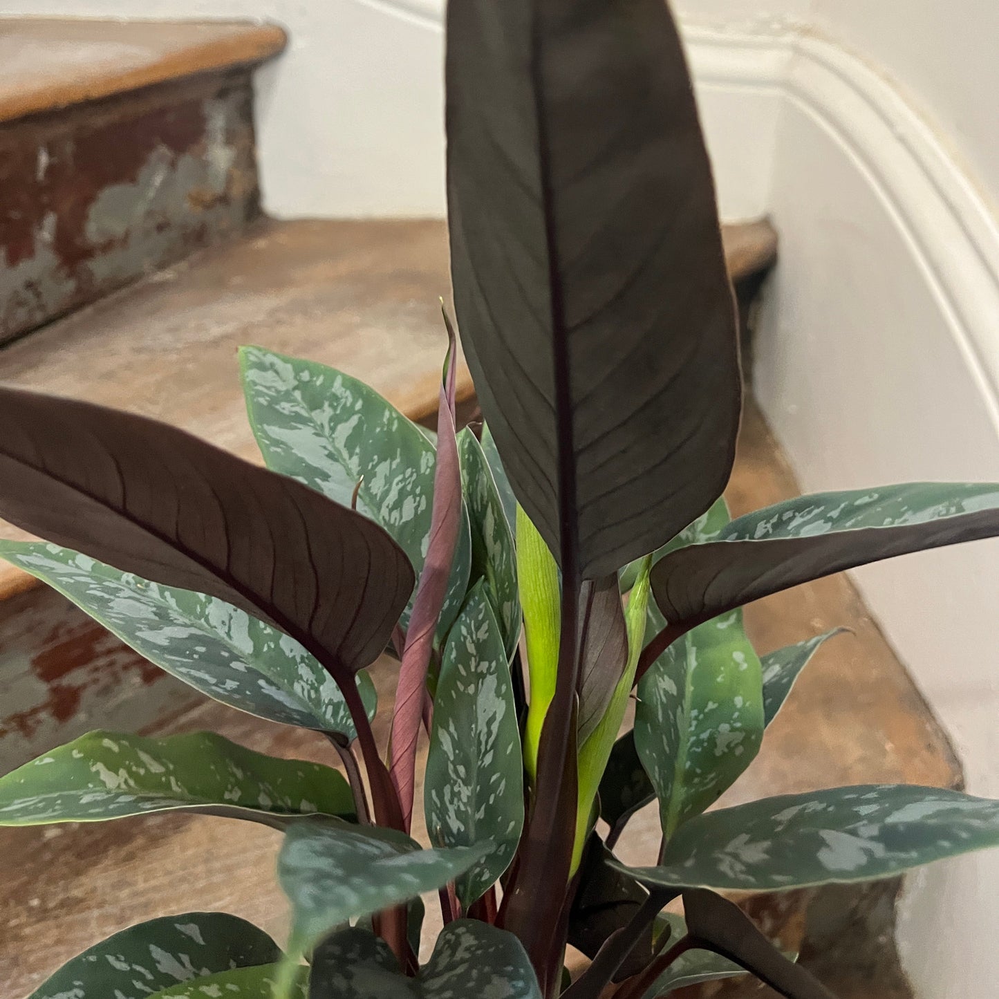Rare Apoballis acuminatissima plant with deep green and red leaves