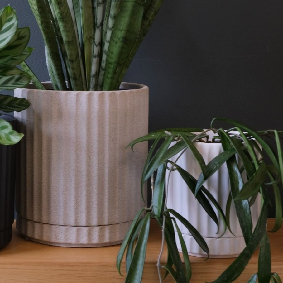 Three potted plants in black, beige, and white pots on a wooden surface with a dark background.