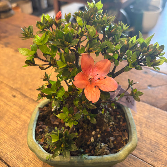 Bonsai - Azalea