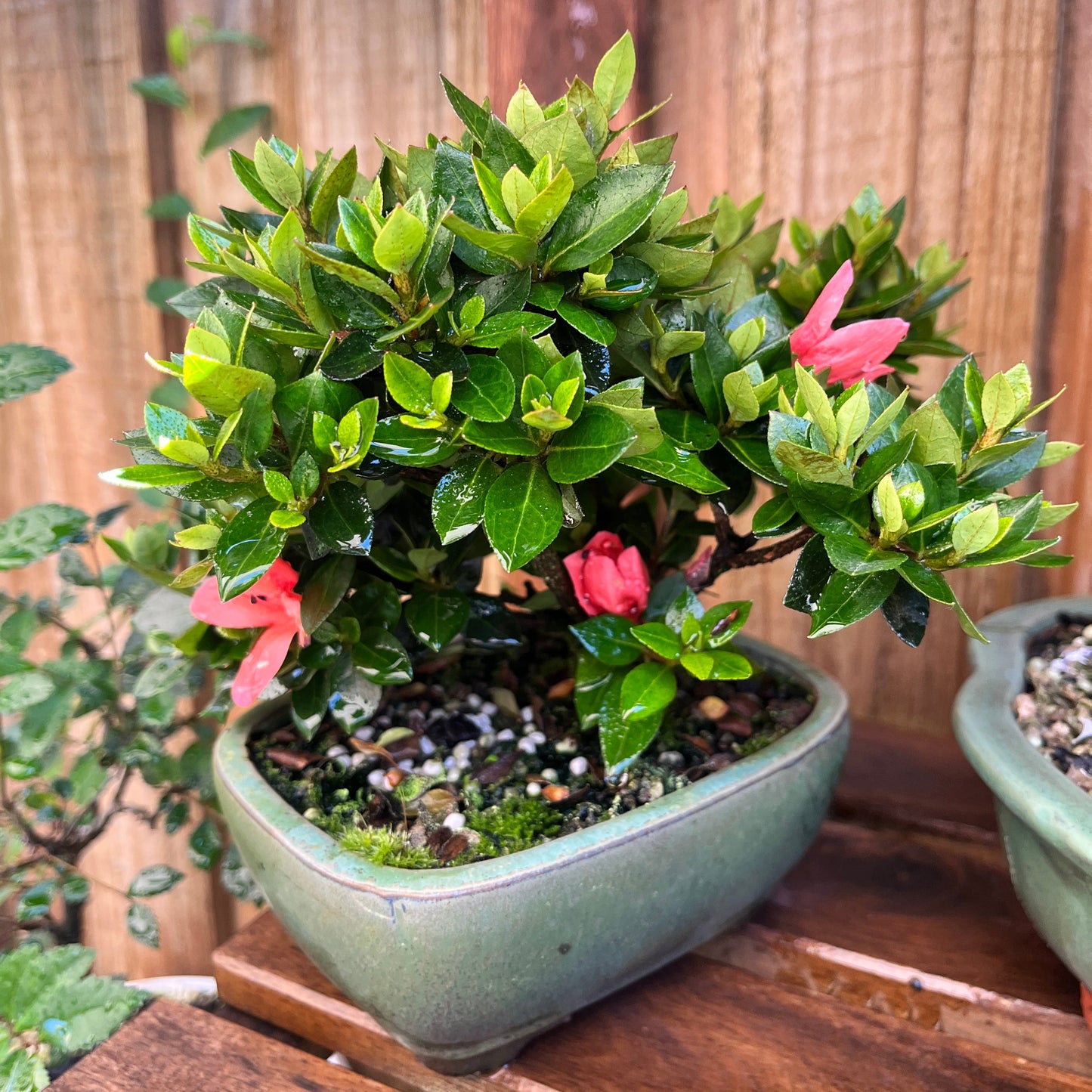 Potted azalea plant with green leaves and pink flowers on a wooden surface