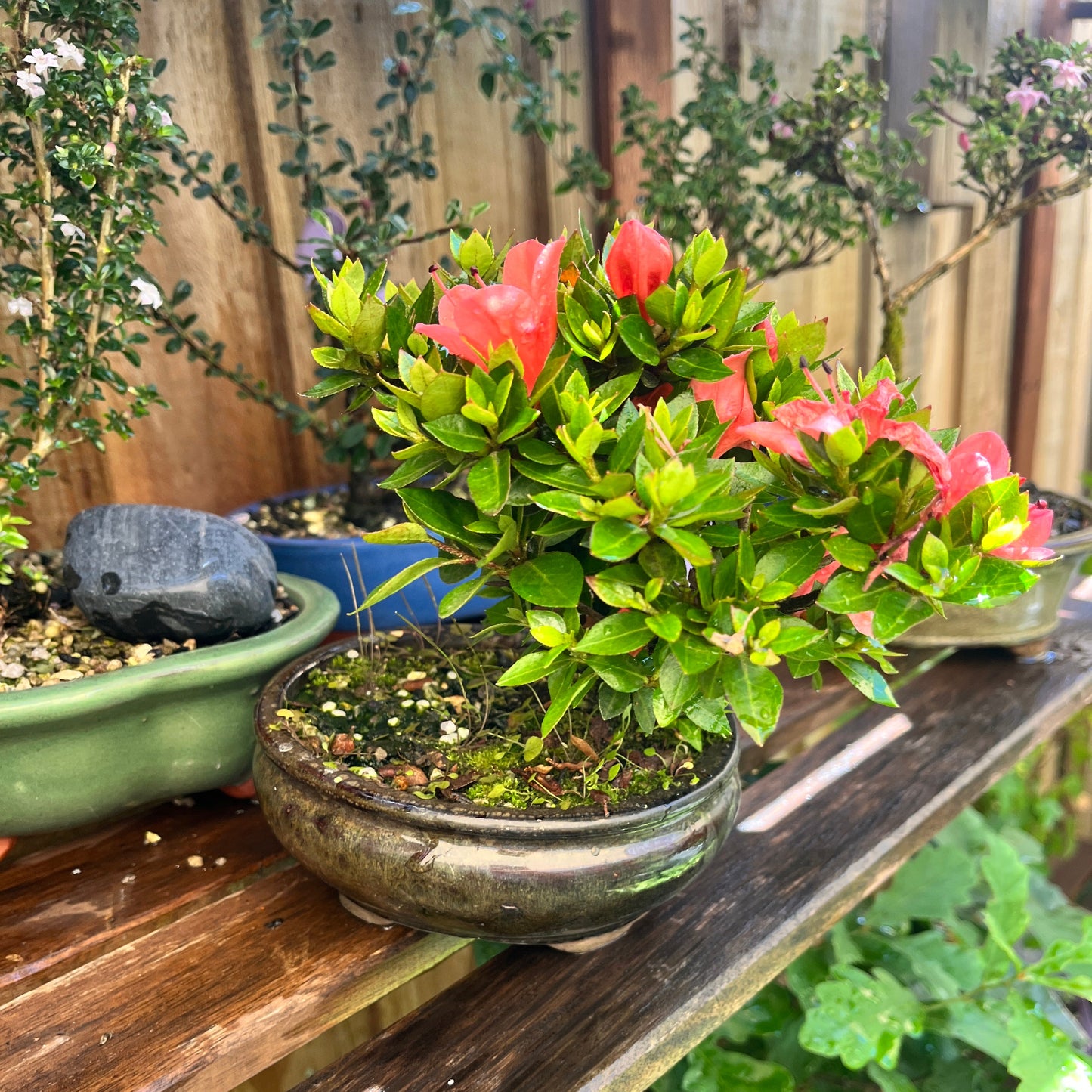 Potted plant with pink flowers on a wooden surface