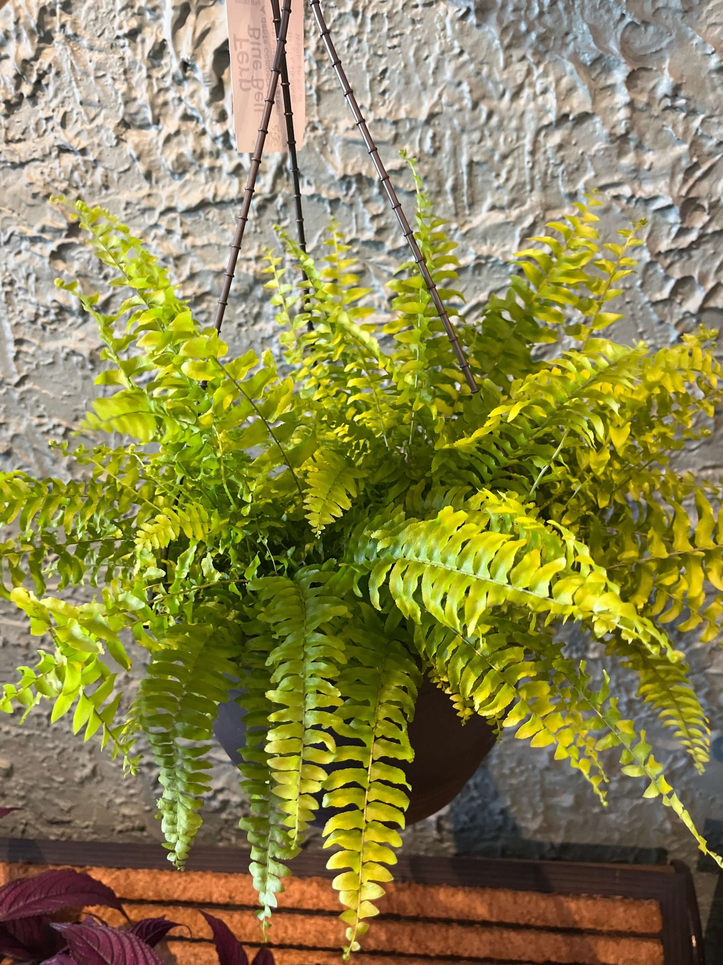 Blue Bell Boston Fern 27cm hanging basket