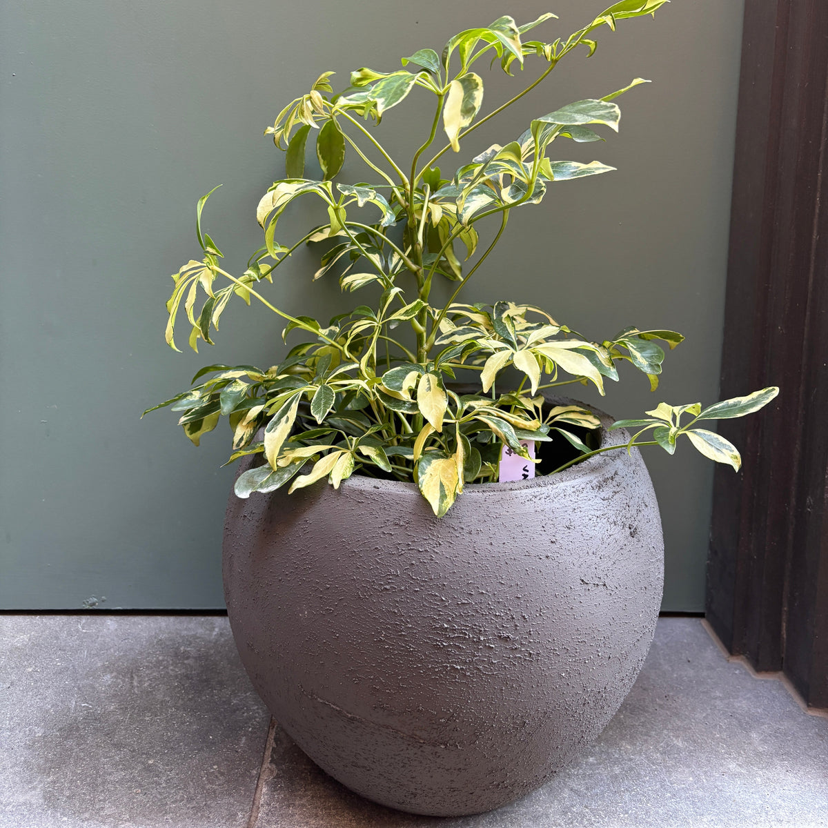SECONDS SALE - Basalt Ball Pot
