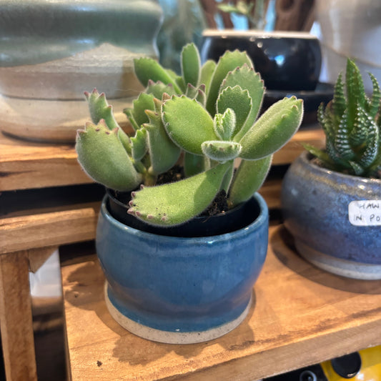Bear's Paw (Cotyledon ladismithensis)