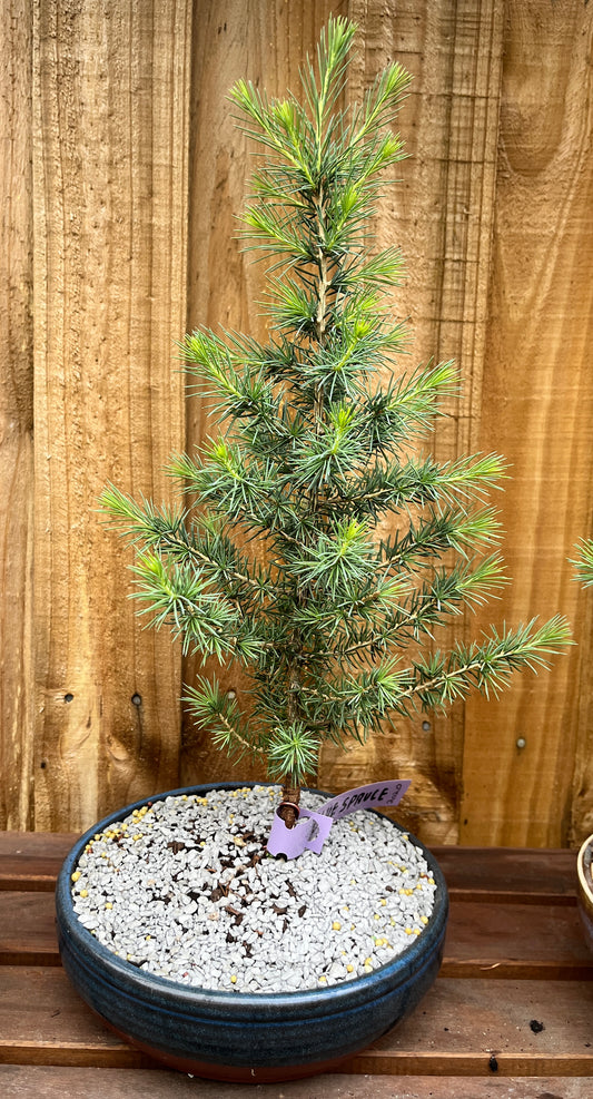 Bonsai - Blue Spruce