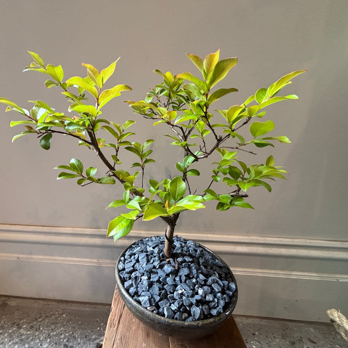 A small leafy crepe myrtle bonsai tree in a dark oval pot filled with grey pebbles, displayed on a wooden surface against a plain indoor wall.
