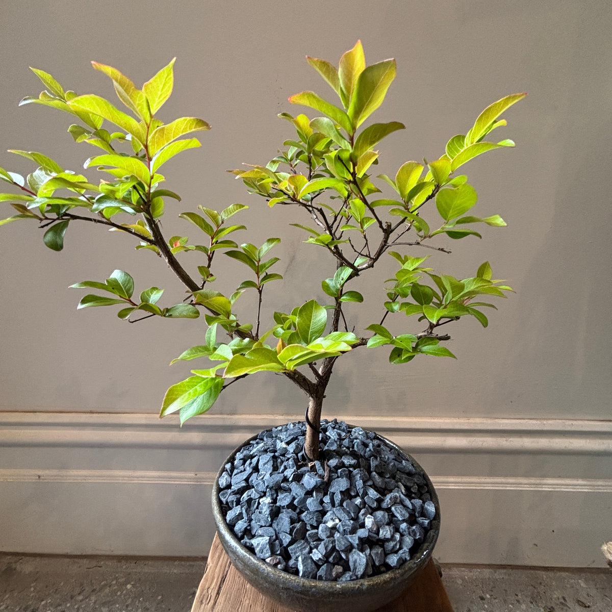 A small potted crepe myrtle bonsai tree with green and yellow leaves, planted in a dark bowl filled with grey decorative gravel, displayed on a wooden surface against a neutral indoor wall.
