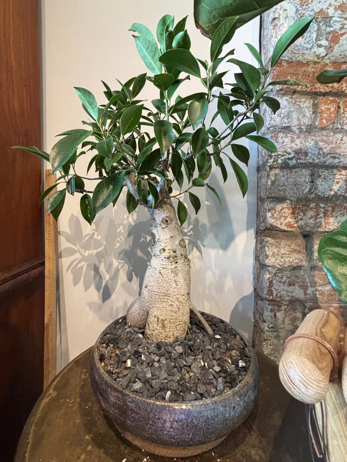 Bonsai - Ficus microcarpa in a TONiC Ceramics planter