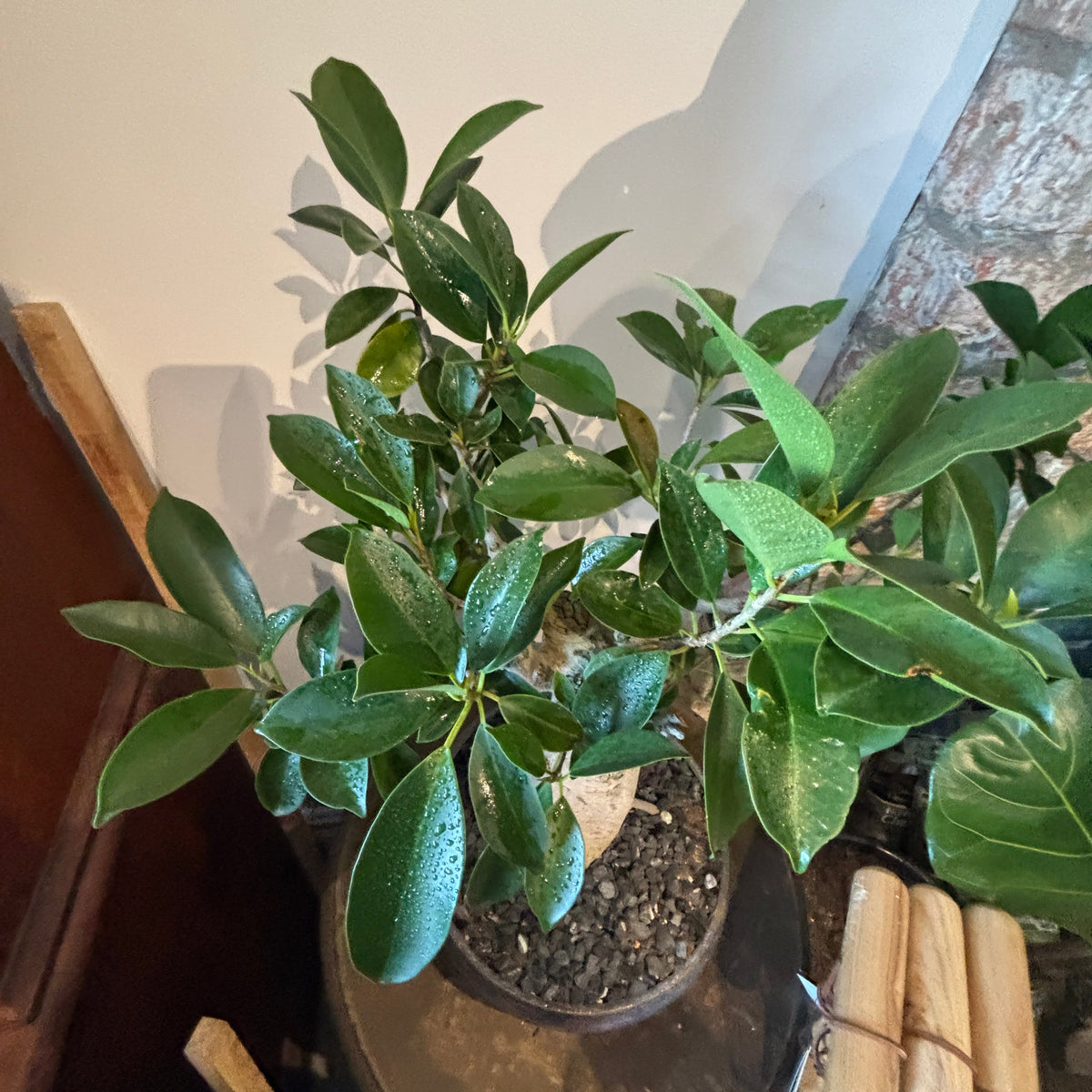 Bonsai - Ficus microcarpa in a TONiC Ceramics planter