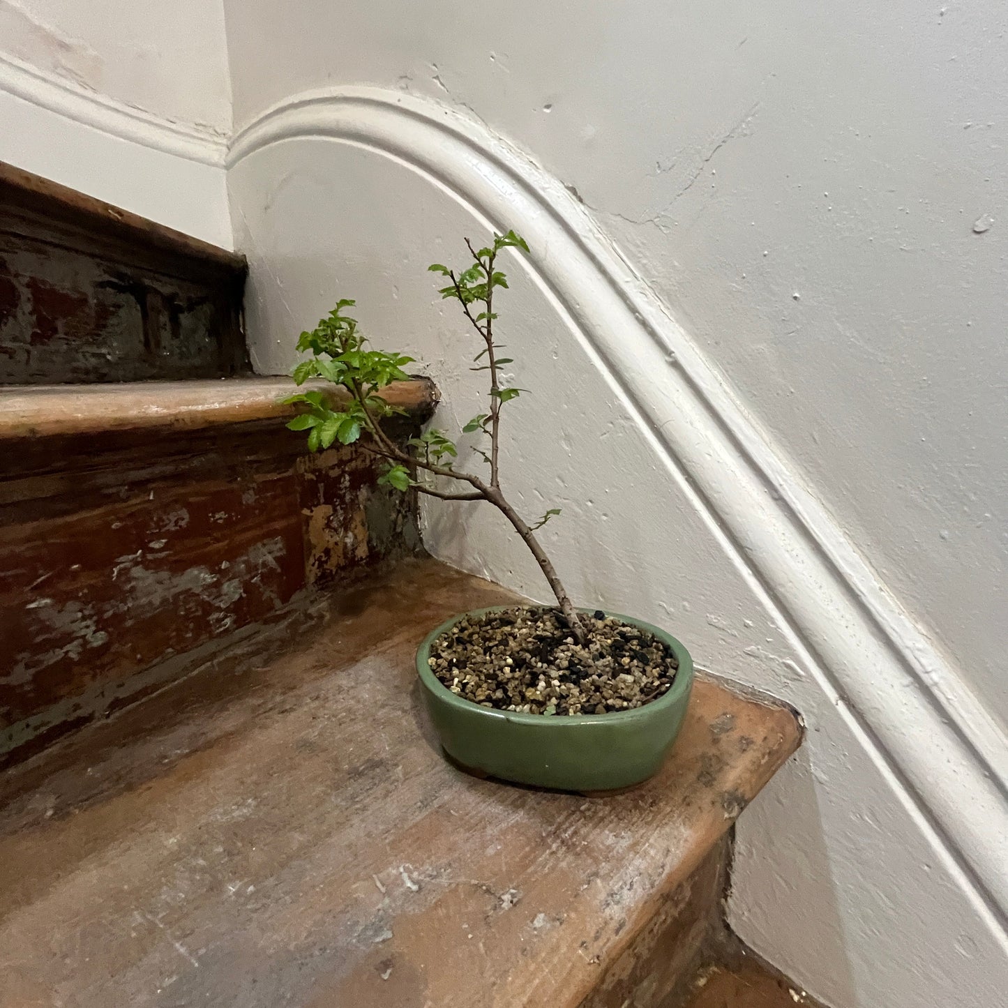 Small bonsai on a worn wooden stair railing against a white wall.