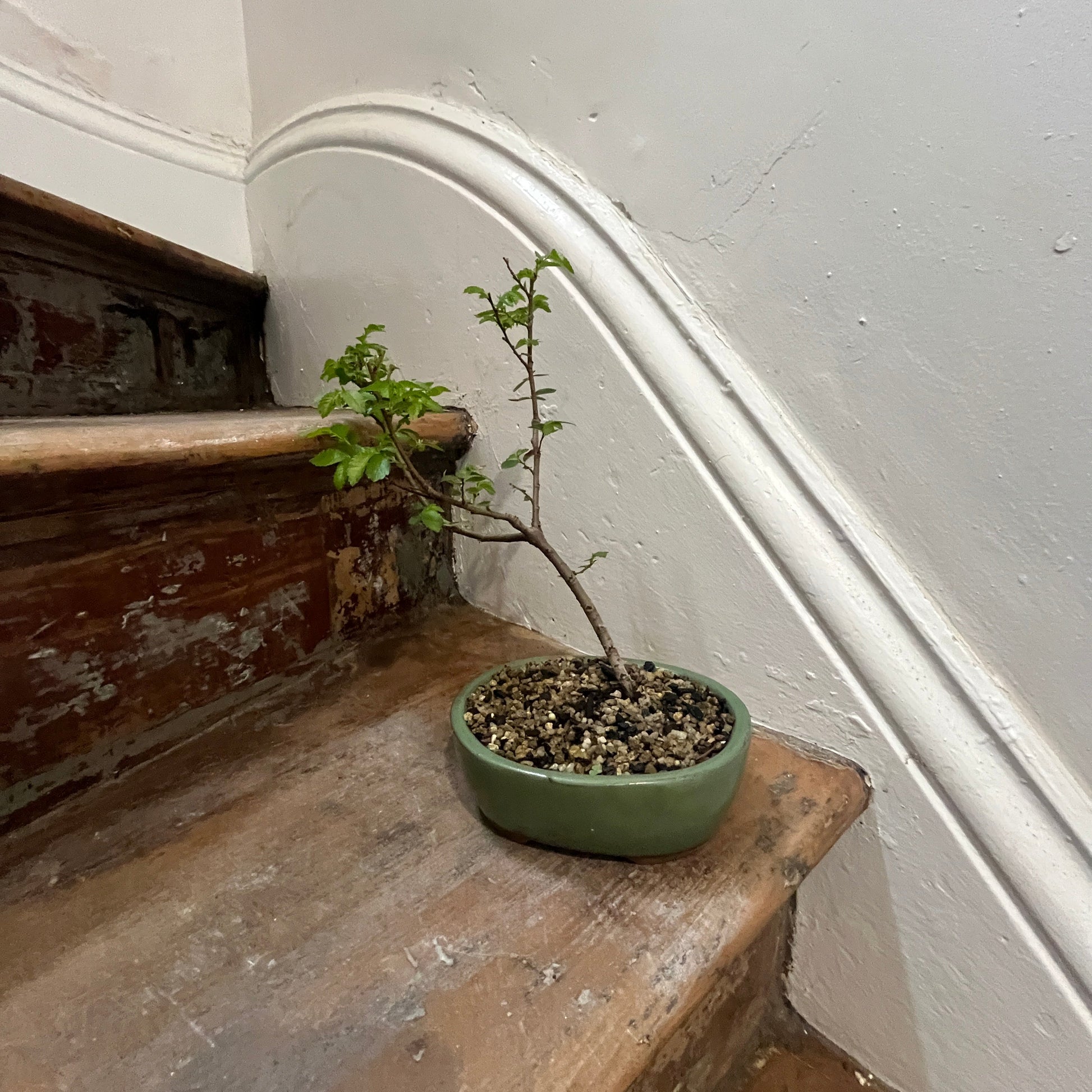 Small bonsai on a worn wooden stair railing against a white wall.