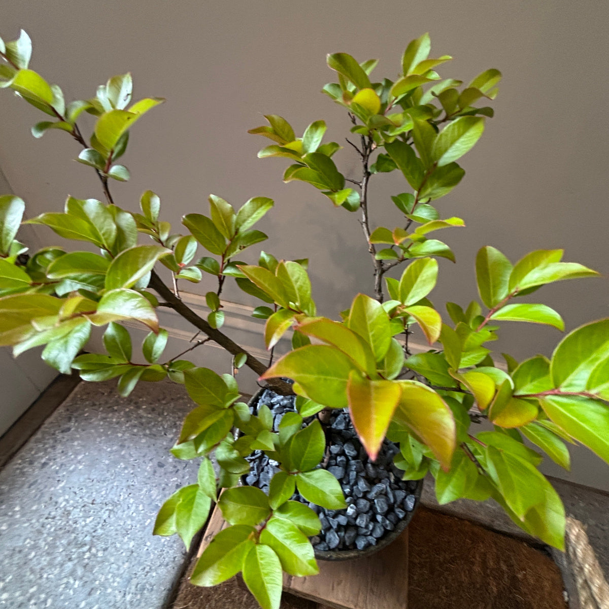 A potted crepe myrtle bonsai tree, planted in dark pebbles inside a clear container, sitting on a small wooden stand indoors.