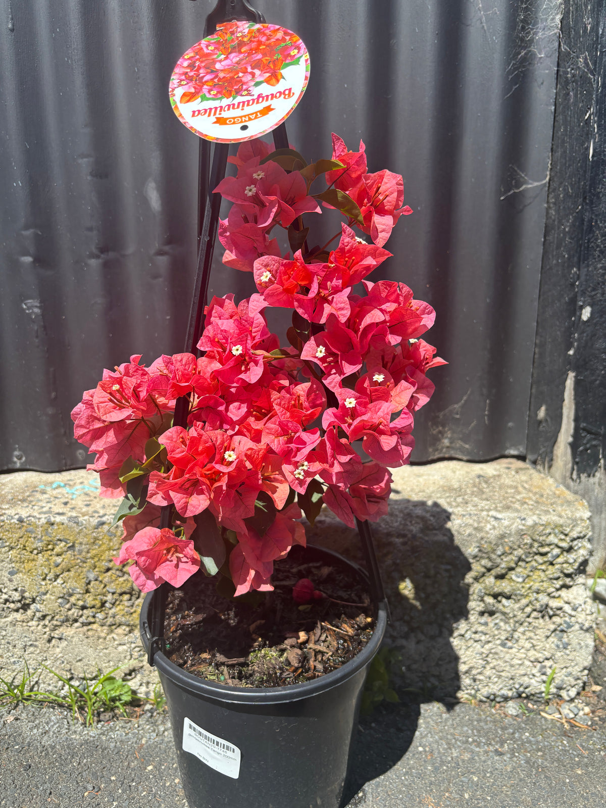 Bougainvillea Tango