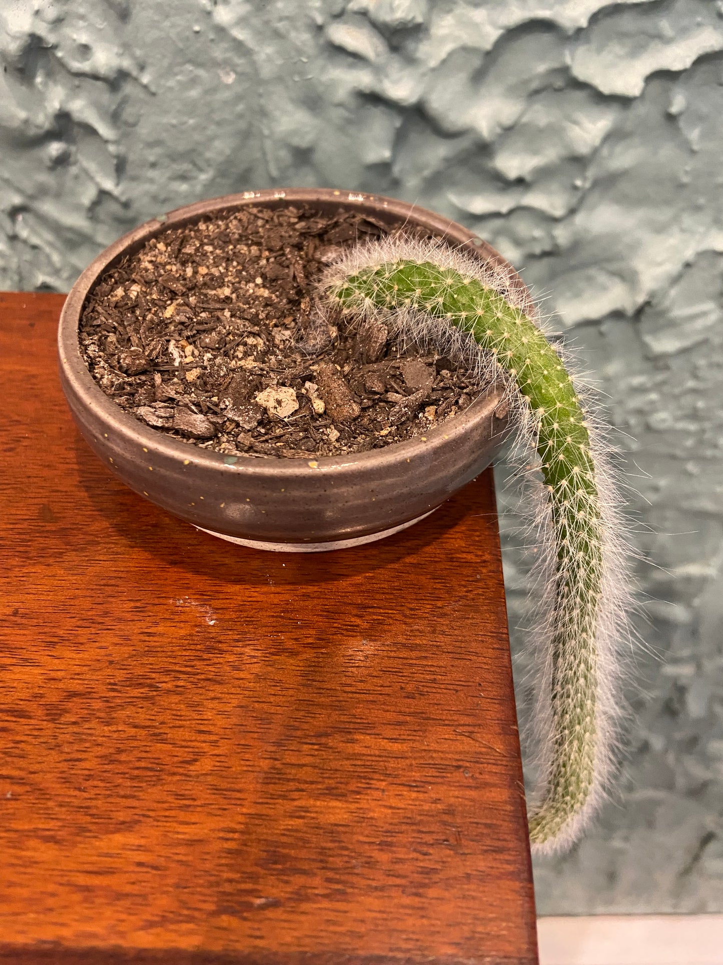 Monkey Tail Cactus In TONiC Ceramics Planter