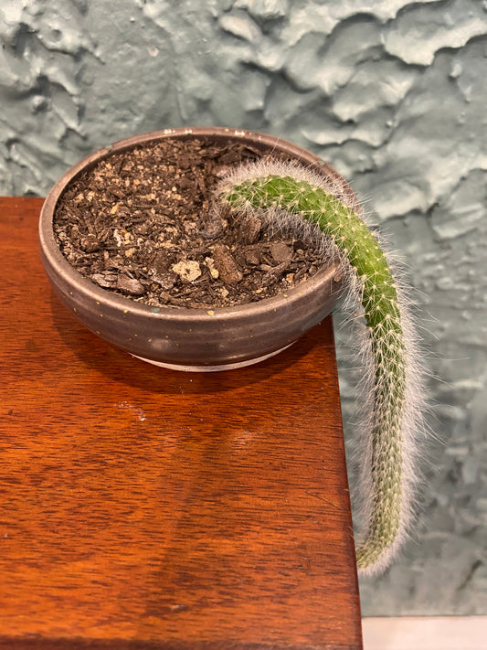 Monkey Tail Cactus In TONiC Ceramics Planter