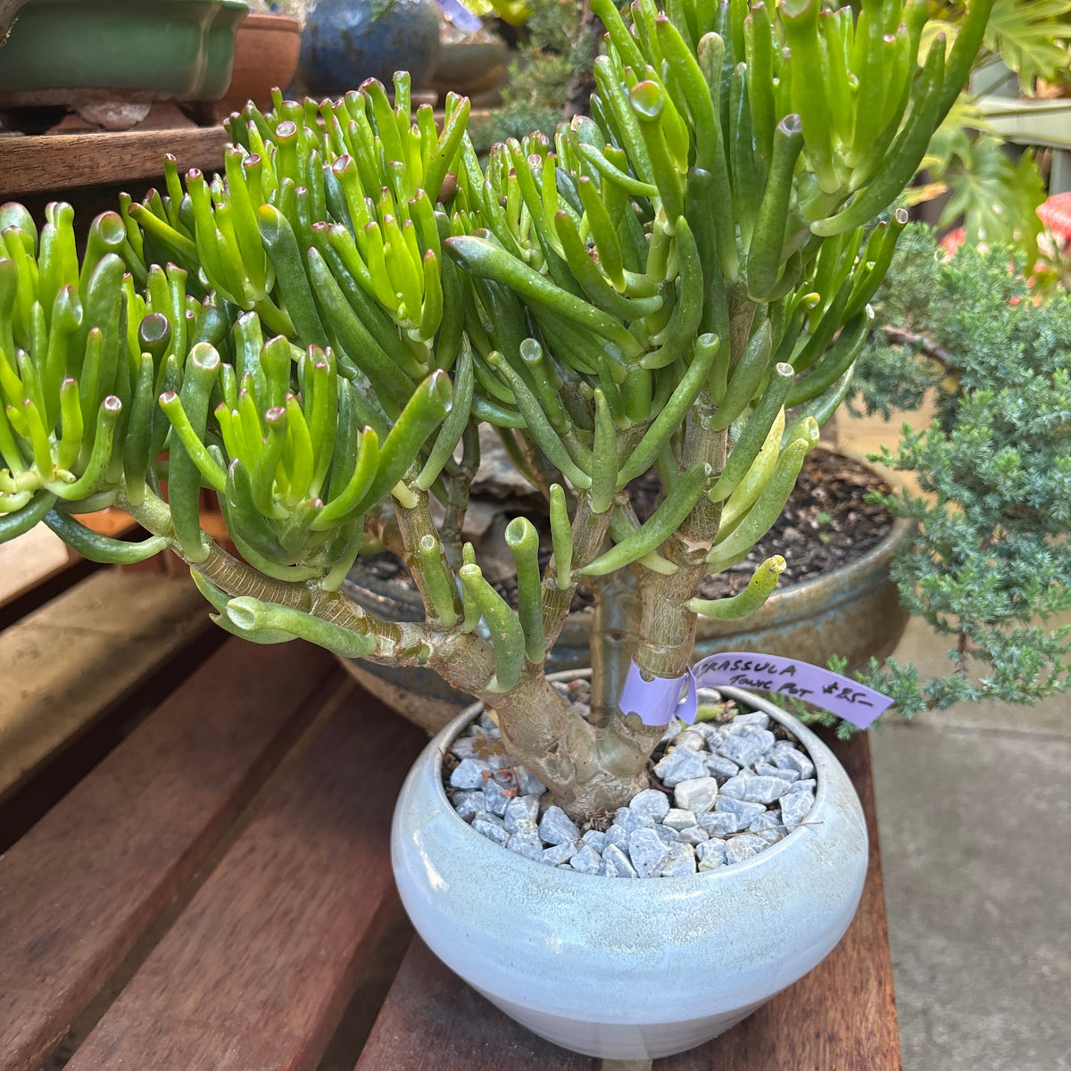Bonsai - Crassula ovata ' Gollum'