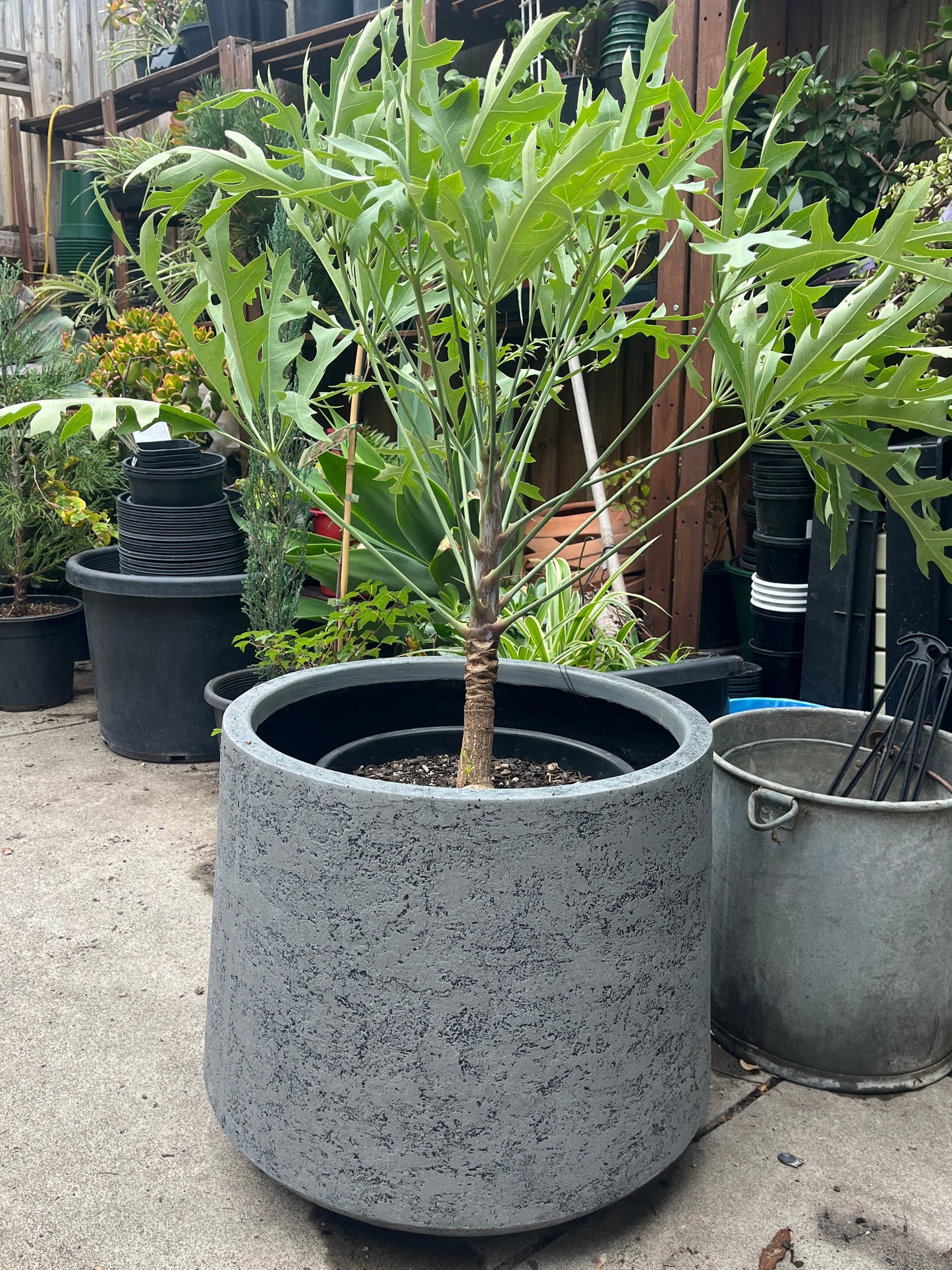 Potted plant in a gray pot on a concrete surface with other plants and pots in the background.