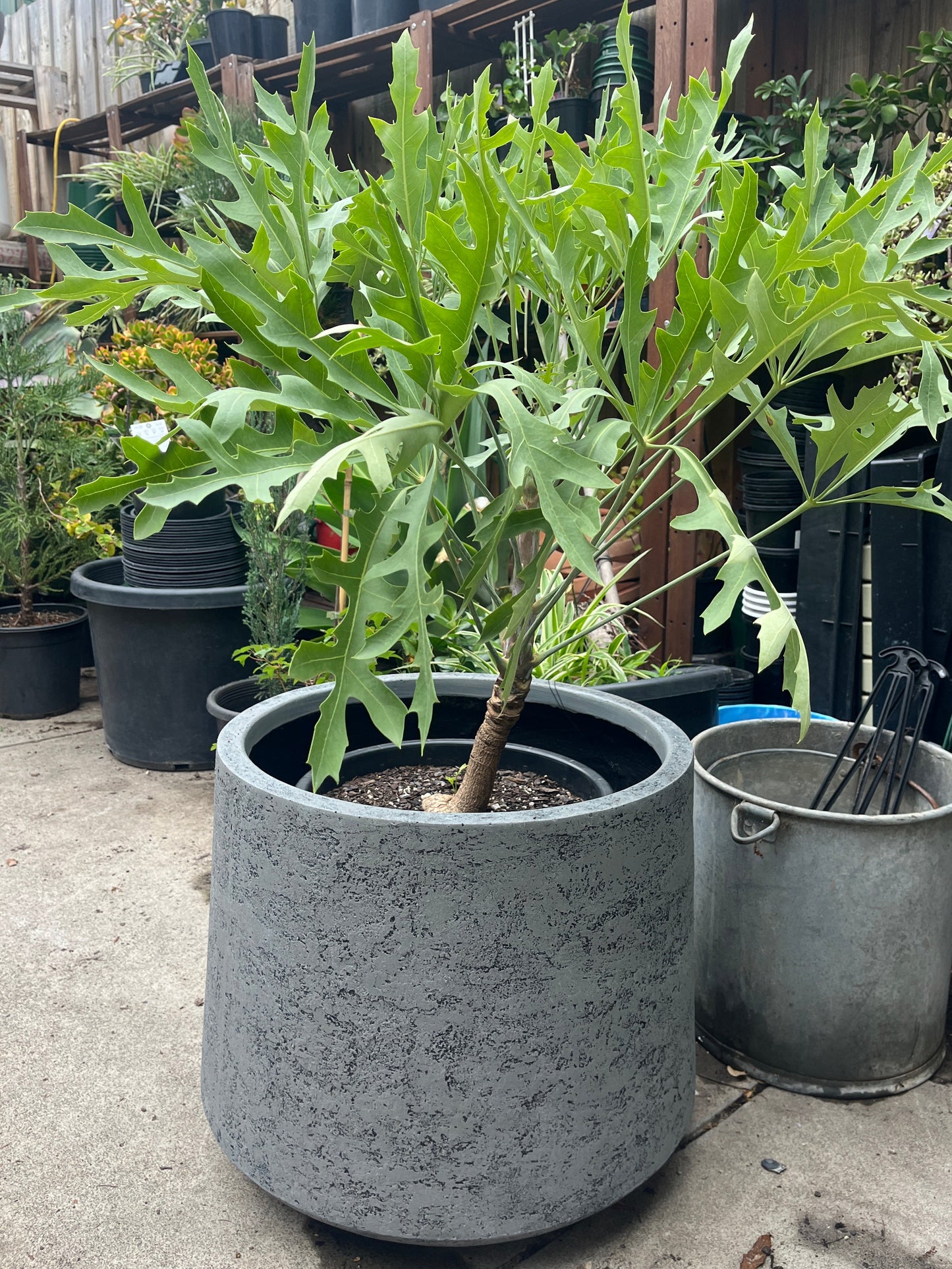 Potted plant in a grey pot on a concrete surface.