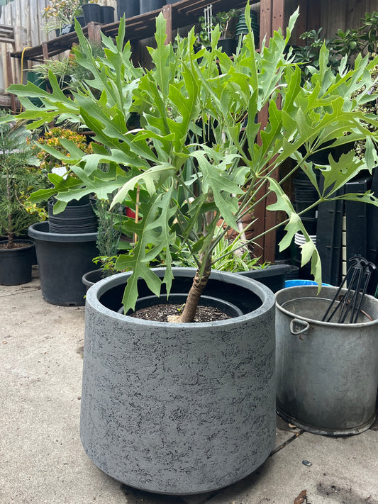 Potted plant in a grey pot on a concrete surface.